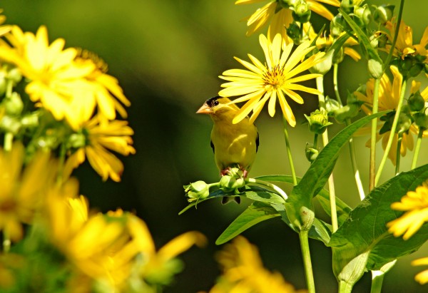 Yellow In Yellow by Deb Oppermann